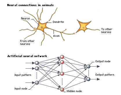 neural